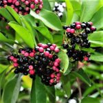 Coral berry |  Kilinjaval | Ardisia elliptica -  Plant that attracts birds to the garden