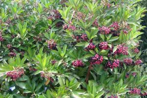 Coral berry |  Kilinjaval | Ardisia elliptica -  Plant that attracts birds to the garden