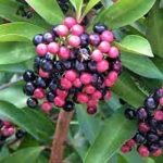 Coral berry |  Kilinjaval | Ardisia elliptica -  Plant that attracts birds to the garden