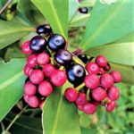 Coral berry |  Kilinjaval | Ardisia elliptica -  Plant that attracts birds to the garden
