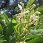 Chittaratha | Lesser galangal | Alpinia calcarata