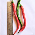Chilli | Extra-long green chilli