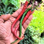 Chilli | Extra-long green chilli