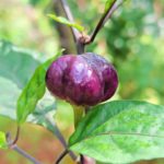 Chilli (Purple pumpkin chilli)