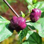 Chilli (Purple pumpkin chilli)