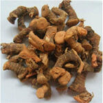 Chittaratha | Lesser galangal | Alpinia calcarata