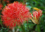 African football lily | Scadoxus multiflorus | May masa rani