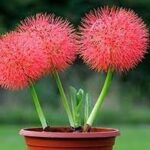 African football lily | Scadoxus multiflorus | May masa rani