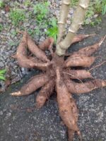 Tapioca (Cassava) | Sugar free tapioca stems
