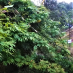 Creeper bamboo | Vine bamboo |  Ornamental bamboo Saplings