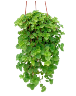 Pilea nummulariifolia | Creeping Charlie - Hanging plant
