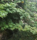 Creeper bamboo | Vine bamboo |  Ornamental bamboo Saplings