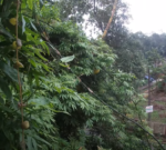 Creeper bamboo | Vine bamboo |  Ornamental bamboo Saplings