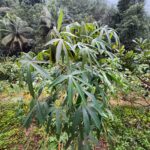Tapioca (Cassava) | Sugar free tapioca stems