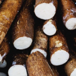 Tapioca (Cassava) | Sugar free tapioca stems