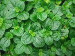 Pilea nummulariifolia | Creeping Charlie - Hanging plant
