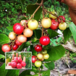Sweet lobi | Sweet lubikka | Luvikka |Lovlolika