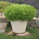 Sedum Lemon Ball