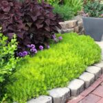 Sedum Lemon Ball