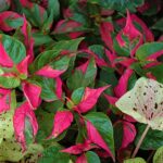 Party Time Alternanthera
