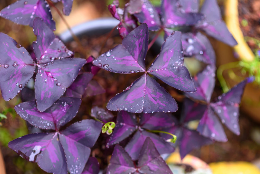Oxalis Triangularis - Atropurpurea | Purple Shamrock - Farmseller