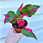 Party Time Alternanthera