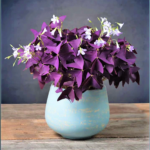 Oxalis Triangularis - Mijke | Purple Shamrock