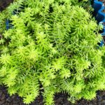 Sedum Lemon Ball