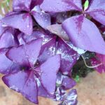 Oxalis Triangularis - Mijke | Purple Shamrock