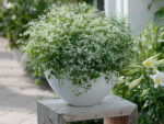 Dimond frost | Euphorbia Hypericifolia Inneuphdia