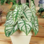 Caladium white Christmas - Indoor plant