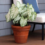 Caladium white Christmas - Indoor plant