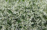 Dimond frost | Euphorbia Hypericifolia Inneuphdia