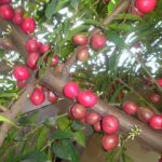 Mahkota dewa | God's crown | Phaleria macrocarpa