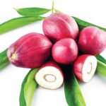 Mahkota dewa | God's crown | Phaleria macrocarpa