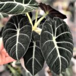 Alocasia - Black velvet - Indoor plant