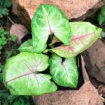 Syngonium pink veins - Indoor plant