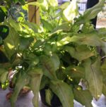 Syngonium pink veins - Indoor plant