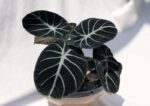 Alocasia - Black velvet - Indoor plant