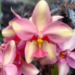 Ground orchid (Multi Color)