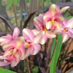 Ground orchid (Multi Color)