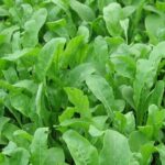 Jerjeer | Arugula | Salad rocket - Seeds