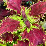 Coleus plant collections 40- 45 varieties - Cuttings