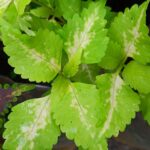 Coleus plant collections 40- 45 varieties - Cuttings