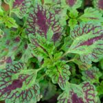 Coleus plant collections 40- 45 varieties - Cuttings