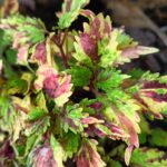 Coleus plant collections 40- 45 varieties - Cuttings