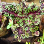 Coleus plant collections 40- 45 varieties - Cuttings