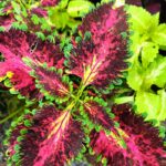 Coleus plant collections 40- 45 varieties - Cuttings