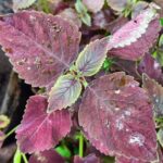 Coleus plant collections 40- 45 varieties - Cuttings