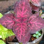 Coleus plant collections 40- 45 varieties - Cuttings